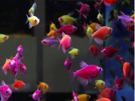 Тернеция GloFish (Gymnocorymbus ternetzi)