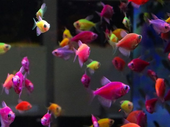 Тернеция GloFish (Gymnocorymbus ternetzi)