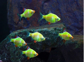 Барбус Glo Fish  суматранский салатовый