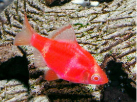 Барбус Glo Fish суматранський червоний альбіно