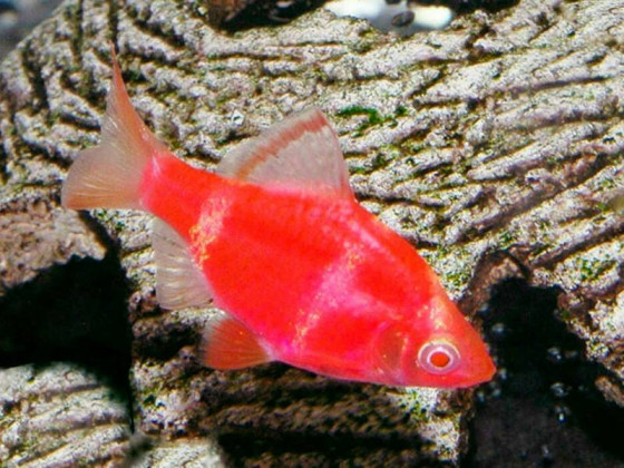 Барбус Glo Fish  суматранский красный альбино
