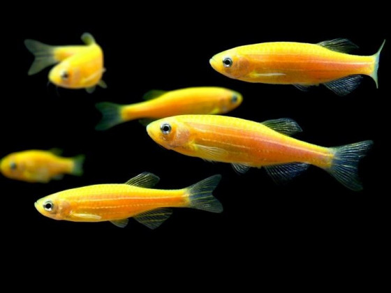 Данио Глофиш желтый (GloFish) рыбка