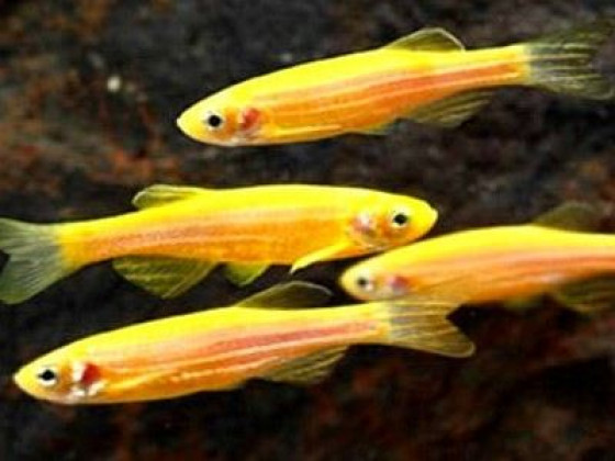 Данио Глофиш желтый (GloFish) рыбка