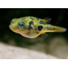 Карликовый Тетрадон (Carinotetraodon travancoricus) нано-рыбка