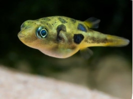 Карликовий Тетрадон (Carinotetraodon travancoricus) нано-рибка