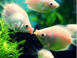 Целующийся розовый гурами аквариумная рыбка