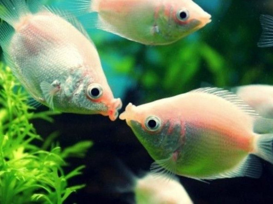 Целующійся  рожевий гурамі акваріумна рибка