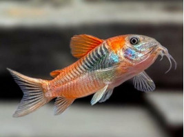 Сомик Коридорас Венесуэла Оранж аквариумная рыбка