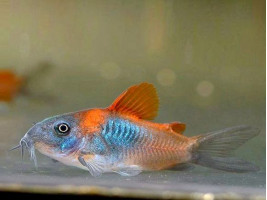 Сомік Коридорас Венесуела Оранж акваріумна рибка
