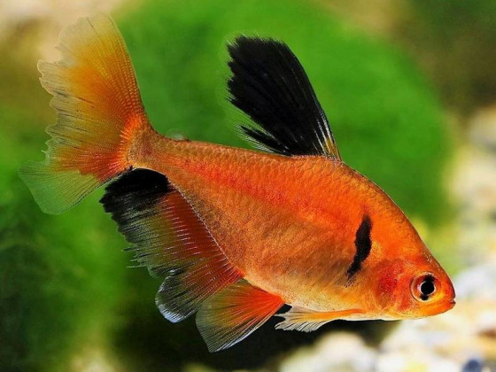 Серпас вуалевий мінор - акваріумна рибка