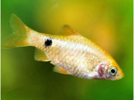 Рыбка Барбус огненный (Puntius conchonius)