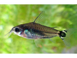 Сомік Коридорас Хастатус Corydoras hastatus акваріумна рибка