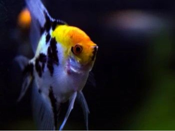 Скалярія КОІ Pterophyllum scalare Koi