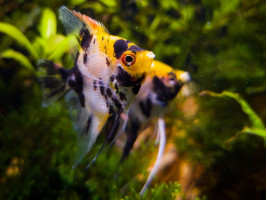 Скалярія КОІ Pterophyllum scalare Koi