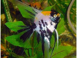 Скалярія КОІ Pterophyllum scalare Koi