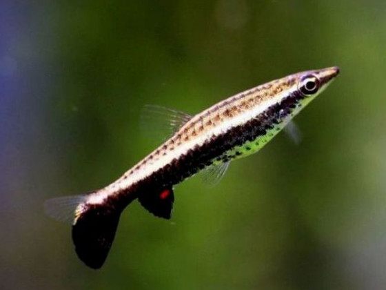 Пецилобрикон рыбка аквариумная Nannostomus eques