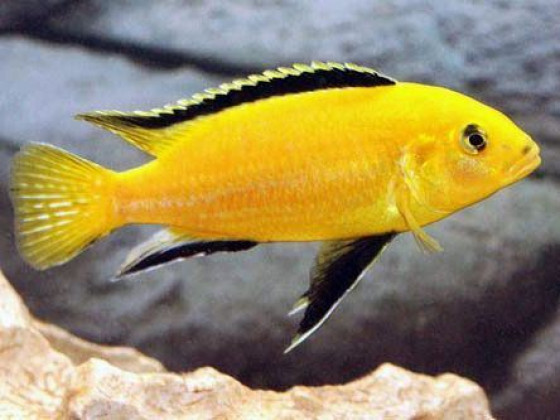Лабидохромис Еллоу (Labidochromis caeruleus var. Yellow)
