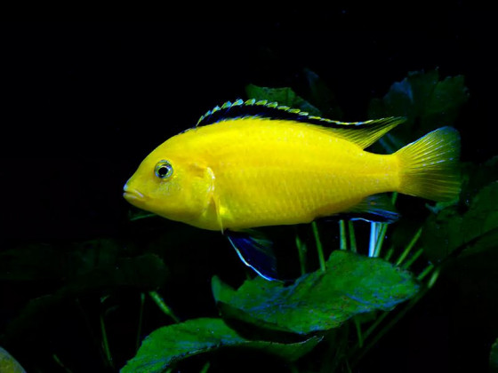 Лабидохромис Еллоу (Labidochromis caeruleus var. Yellow)
