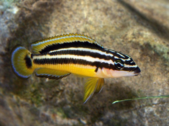 Юлидохромис орнатус (Julidochromis ornatus)