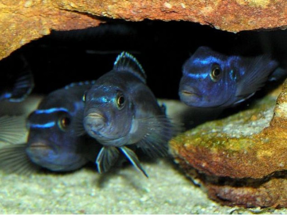 Меланохроміс майнгано (Melanochromis cyaneorhabdos, Pseudotropheus cyaneorhabdos)