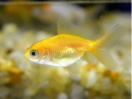 Вуалехвост (золотая рыбка)