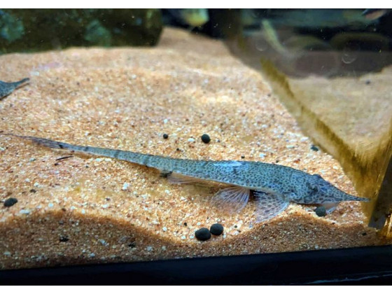 Лорикария Пиноккио Pinocchio Whiptail Catfish