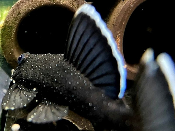 Неутомимый трудяга аквариума - Анциструс обыкновенный