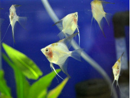 Скалярия краснощекая  (англ. Red face angelfish)
