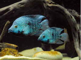 Цихлазома бриллиантовая (Herichthys cyanoguttatus, англ Texas Cichlid)