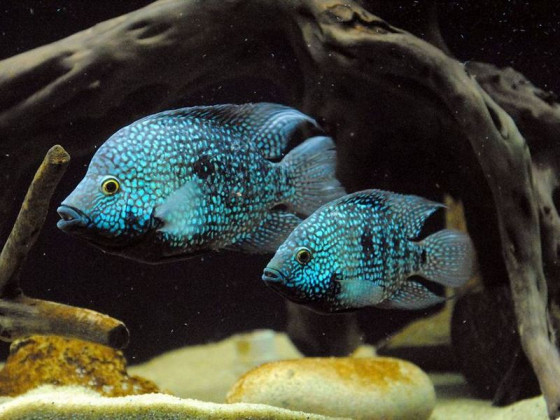 Цихлазома бриллиантовая (Herichthys cyanoguttatus, англ Texas Cichlid) Цихлазома бриллиантовая (Herichthys cyanoguttatus, англ Texas Cichlid)