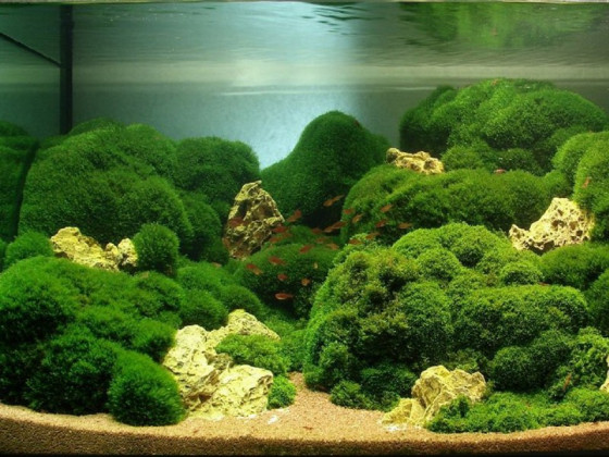 Кладофора аквариумное растение