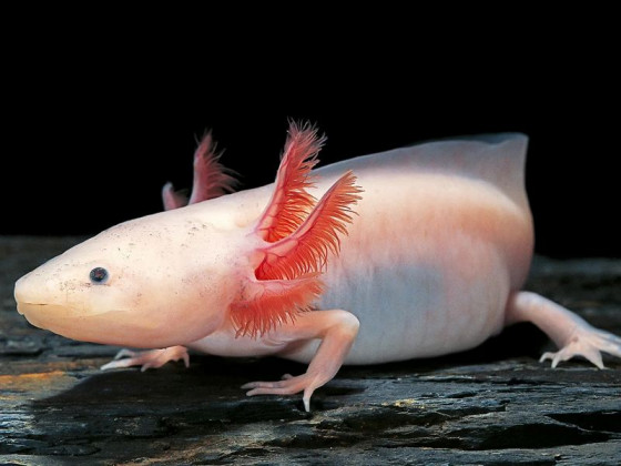 Аксолотль альбинос (англ. Axolotl albino)