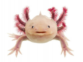Аксолотль альбінос (англ. Axolotl albino)