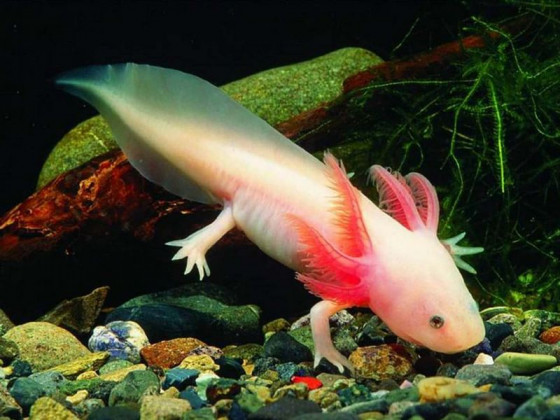Аксолотль альбінос (англ. Axolotl albino)