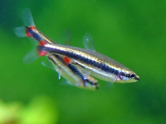 Нанностомус Бекфорда, або риба олівець (лат. Nannostomus beckfordi, англ. Golden pencilfish)