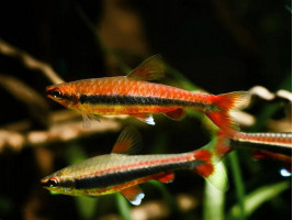 Нанностомус Бекфорда, або риба олівець (лат. Nannostomus beckfordi, англ. Golden pencilfish)