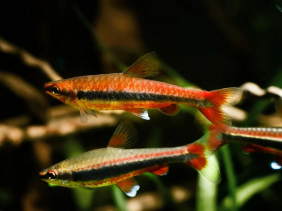 Нанностомус Бекфорда, або риба олівець (лат. Nannostomus beckfordi, англ. Golden pencilfish)