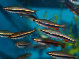 Нанностомус Бекфорда, або риба олівець (лат. Nannostomus beckfordi, англ. Golden pencilfish)