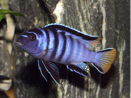 Псевдотрофеус элонгатус мпанга (Pseudotropheus elongatus, англ. Elongate mbuna)