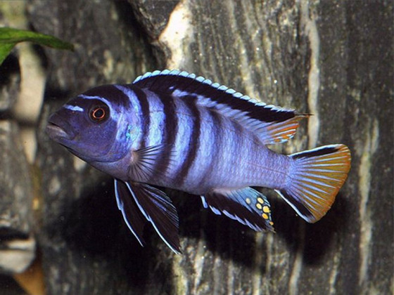 Псевдотрофеус элонгатус мпанга (Pseudotropheus elongatus, англ. Elongate mbuna)