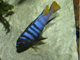 Псевдотрофеус елонгатус мпанга (Pseudotropheus elongatus, англ. Elongate mbuna)