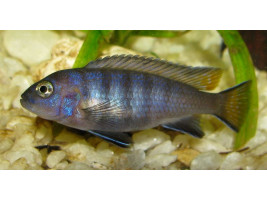 Псевдотрофеус елонгатус мпанга (Pseudotropheus elongatus, англ. Elongate mbuna)