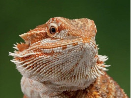 Бородата агама (англ. bearded dragon, бородатий дракон) ящірка