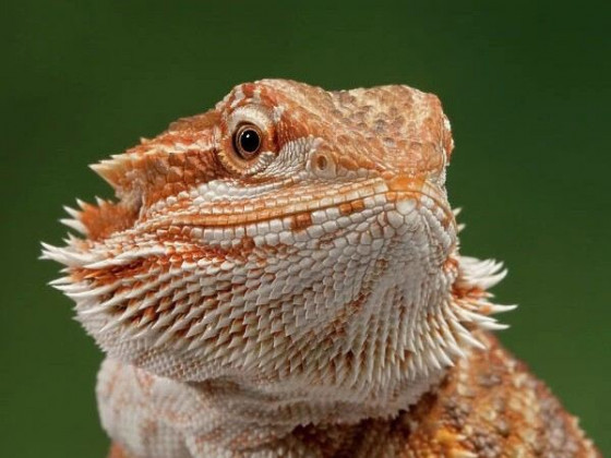 Бородатая агама (англ. bearded dragon, бородатый дракон) ящерица