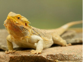 Бородата агама (англ. bearded dragon, бородатий дракон) ящірка