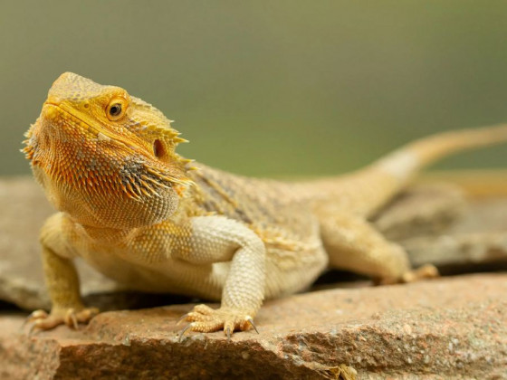 Бородатая агама (англ. bearded dragon, бородатый дракон) ящерица