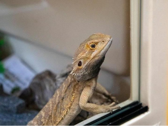 Бородатая агама (англ. bearded dragon, бородатый дракон) ящерица