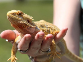 Бородатая агама (англ. bearded dragon, бородатый дракон) ящерица