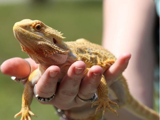 Бородата агама (англ. bearded dragon, бородатий дракон) ящірка