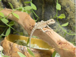 Бородатая агама (англ. bearded dragon, бородатый дракон) ящерица